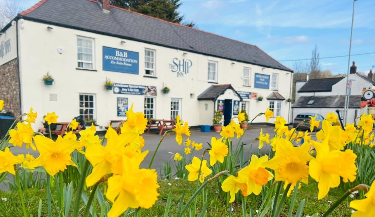 The Ship Inn on a sunny day, seen across a bed of daffodils, with its blue accommodation sign and blue front door